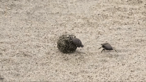 Dung Beetle Fight GIF by Nat Geo Wild