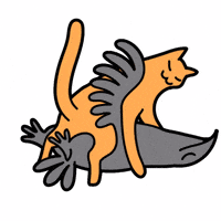 Cat Crow GIF