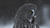 Snow Winter GIF
