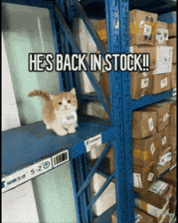 Cat Meme GIF