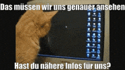 unsereoebb cat katze oebb weltkatzentag GIF