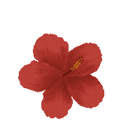 thecolorstrokes hibiscus thecolorstrokes red hibiscus thecolorstrokes botanical Sticker