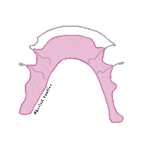Orthodontics Retainers Sticker