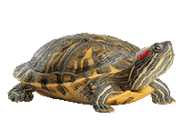 Guinea Pig Love Sticker