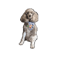 Star Wars Bluey Sticker by Geekster Pets