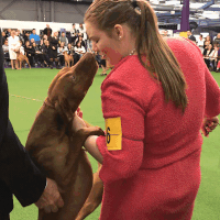 westminster dog show dogs GIF by Westminster Kennel Club