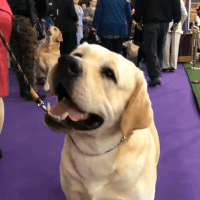 westminster dog show dogs GIF by Westminster Kennel Club
