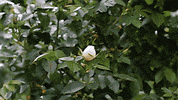 EniMation animation rose stopmotion enimation GIF