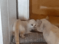 cat funny cats GIF