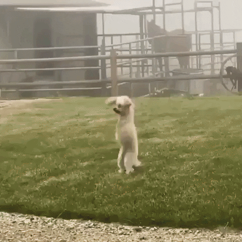 cuteanimalland giphyupload GIF