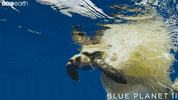 blue planet ocean GIF by BBC Earth