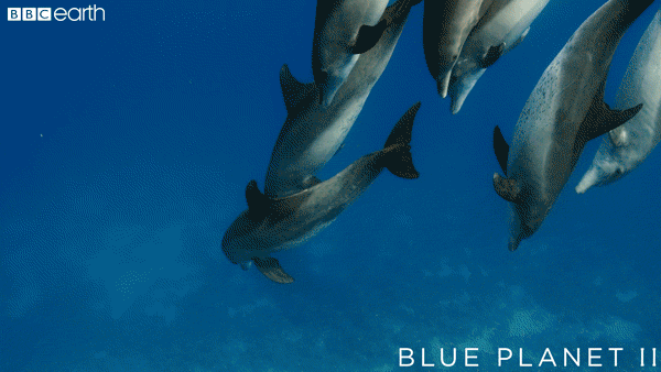 playing blue planet GIF by BBC Earth