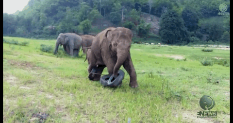 elephants GIF