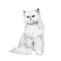 Cat Lipstick Sticker by paulandjoe_beaute