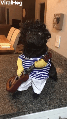 Rockstar Pug Impresses Her Humans GIF by ViralHog
