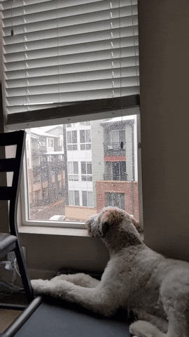 drewredmond dog snow winter puppy GIF