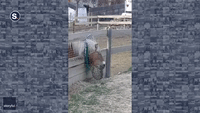 Clever Pony Devises Strategy to Maximize Feeding Portions