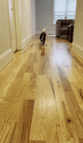 StripeH halloween scary spooky michael myers GIF