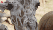 Ft Worth Eating GIF by Visit Fort Worth