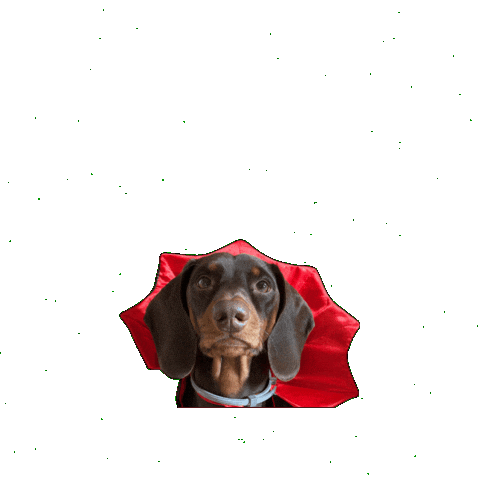 Wiener Dog Sticker by dackelfreunde