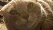 face get GIF