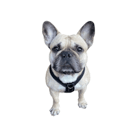 kipatiivola dog puppy pet pets Sticker