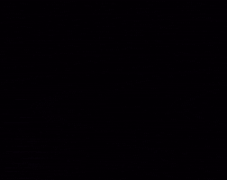 Cat GIF