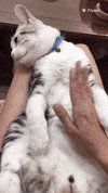 cat love GIF by Pamily