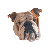 Dog Rugas Sticker by bulldogclub