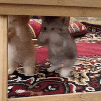 Scuba Dancing Cat GIF