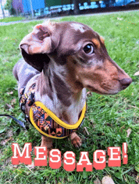 Message GIF