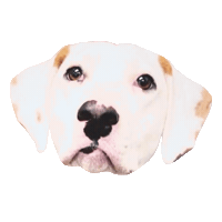 Dani Dalmatian Sticker