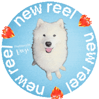 Video Reel Sticker