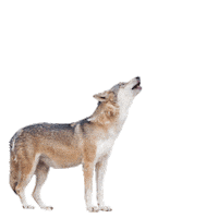 Aroo Sticker by Spartan Race