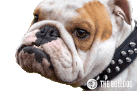 Weed Deal With It Sticker by The Bulldog Amsterdam