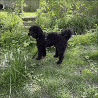 Workplace Troubleshooting GIF