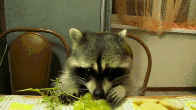 raccoon eating GIF