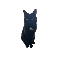 Excited Black Cat Sticker