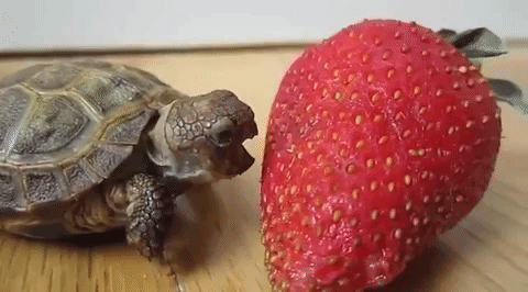 tortuga fresa GIF