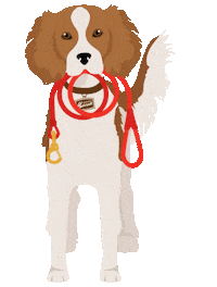 Irish Setter Waiting Sticker by Merrick Pet Care