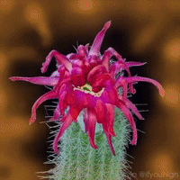 Flower Satisfying GIF