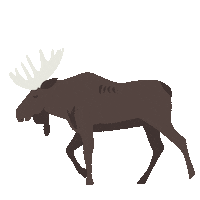 Canada Forest Sticker