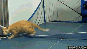 Ping Pong Cat GIF