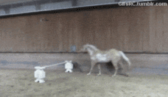 animal fail GIF