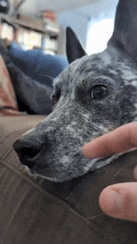 SundaySauceEdits farm dog blue whisker guitar whisker string instrument GIF