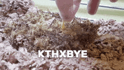 NHMLAC nature bye eat worm GIF