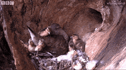 baby fall GIF by BBC Earth