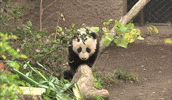 panda GIF