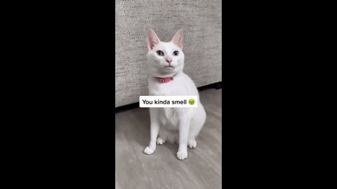 annefelicitas giphygifmaker GIF