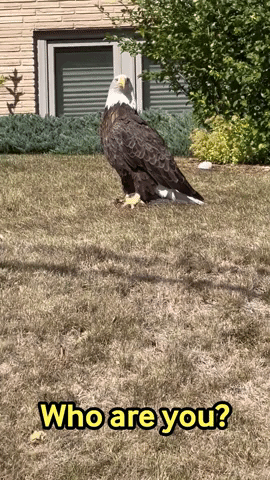 Bald Eagle Spotted in Minnesota